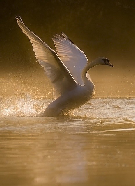 Photo:  swan flight